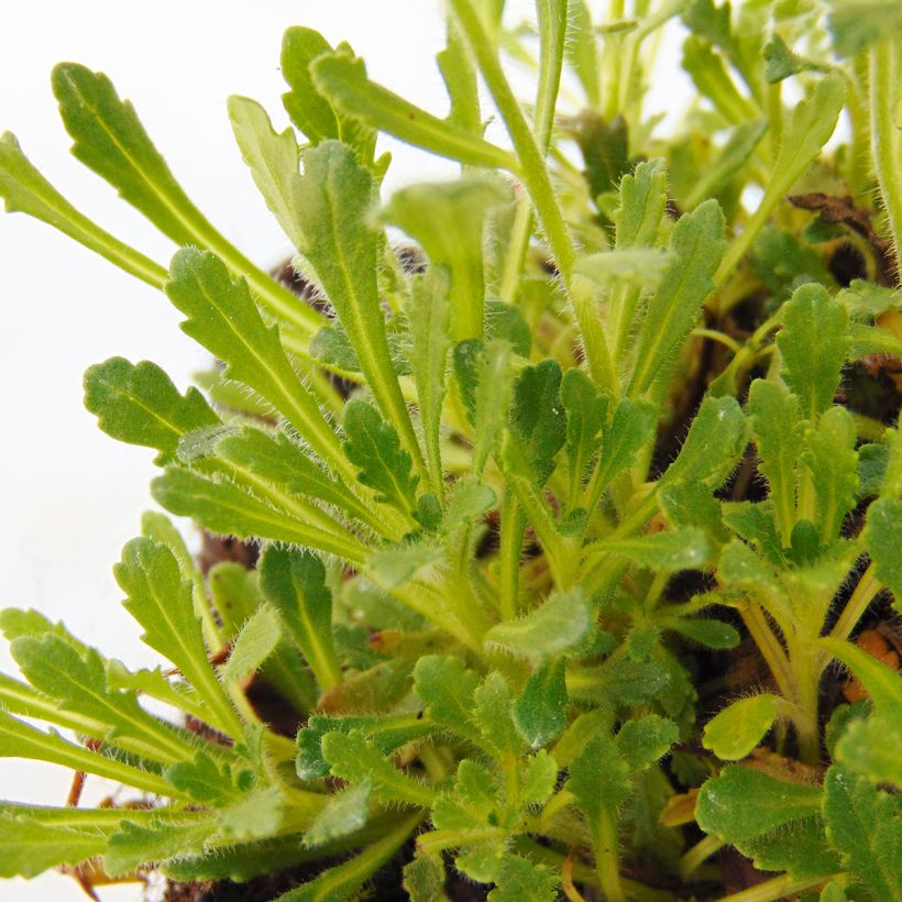 Erinus alpinus Dr Hähnle - Alpenleverbalsem (Blad)