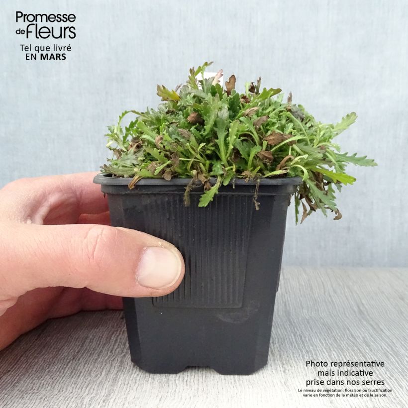 Exemplaar van Erinus alpinus - Alpenleverbalsem Kweekpotje van 8/9 cm zoals geleverd in de lente