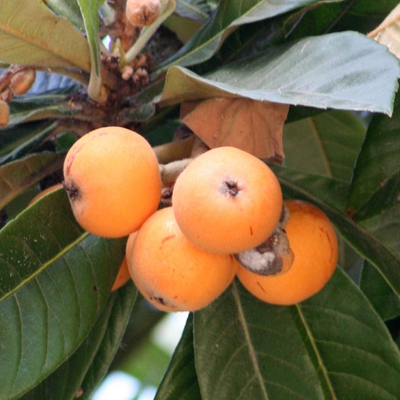 Eriobotrya japonica - Japanse mispel (Harvest)