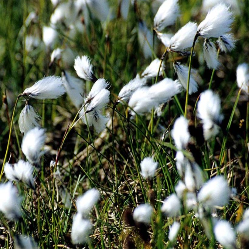 Eriophorum angustifolium - Veenpluis (Bloei)