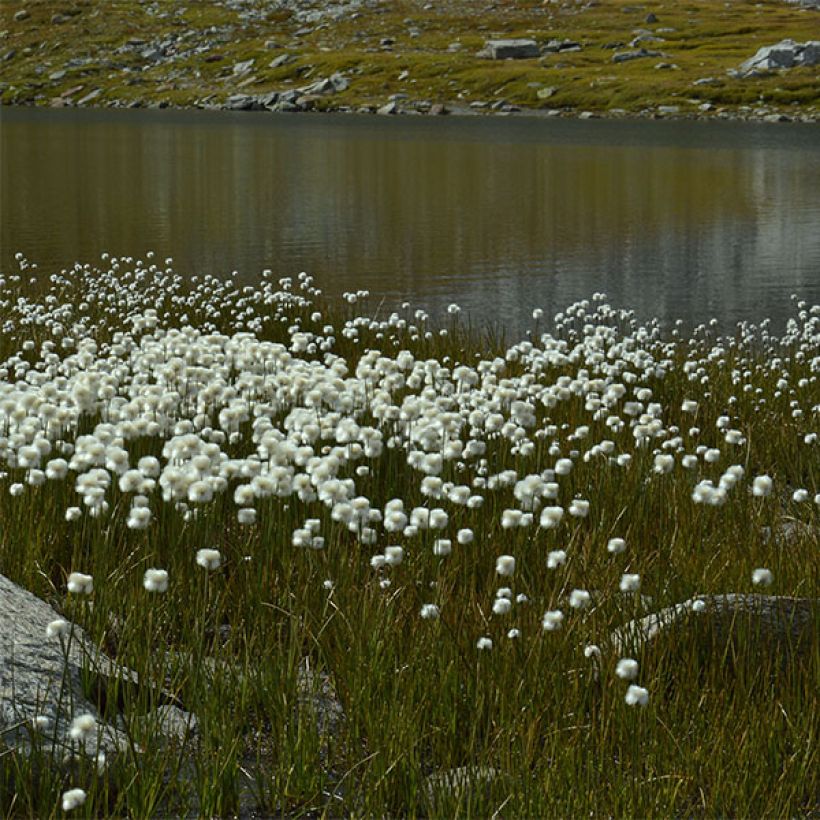 Eriophorum angustifolium - Veenpluis (Groeiplaats)