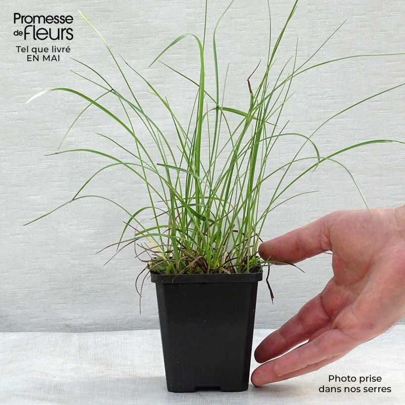 Exemplaar van Eriophorum angustifolium - Veenpluis Kweekpotje van 8/9 cm zoals geleverd in de lente