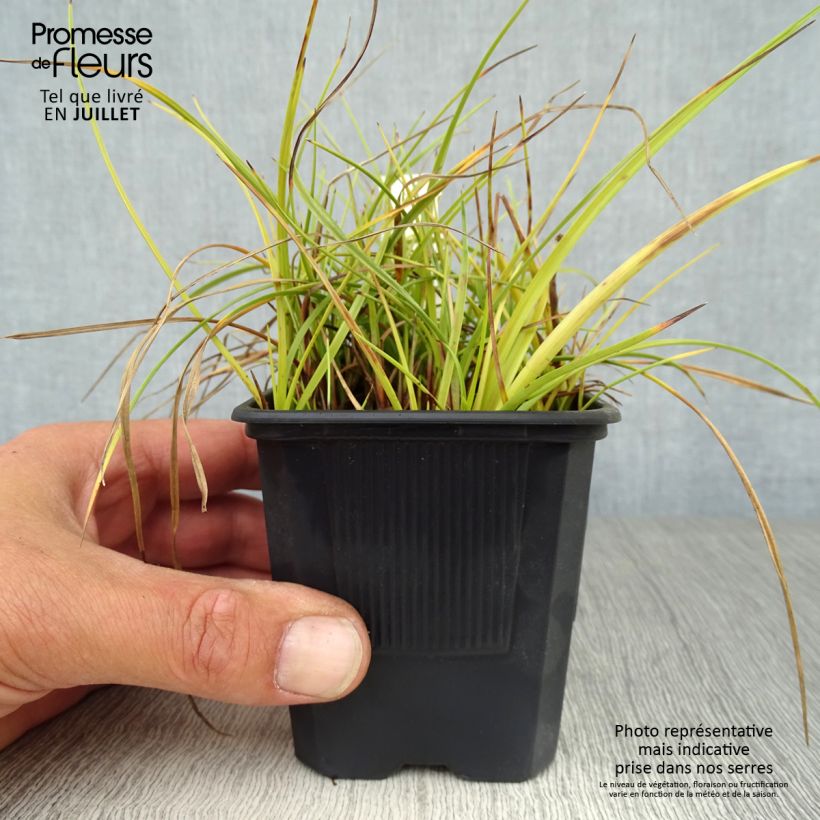 Exemplaar van Eriophorum angustifolium - Veenpluis Kweekpotje van 8/9 cm zoals geleverd in de zomer