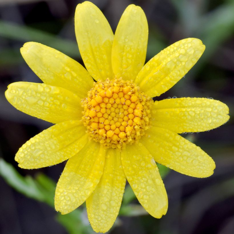 Eriophyllum lanatum Pointe (Bloei)