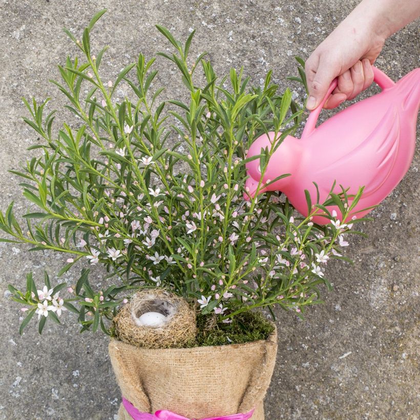 Philotheca myoporoides Flower Girl Pink - Wasbloem (Groeiplaats)