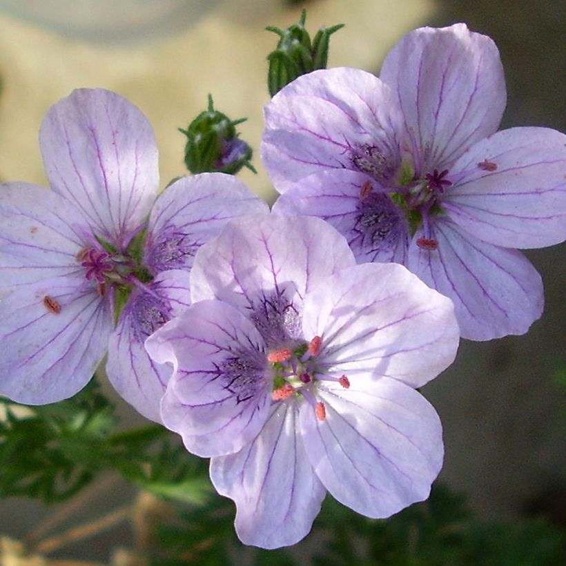 Erodium Spanish Eyes - Reigersbek (Bloei)