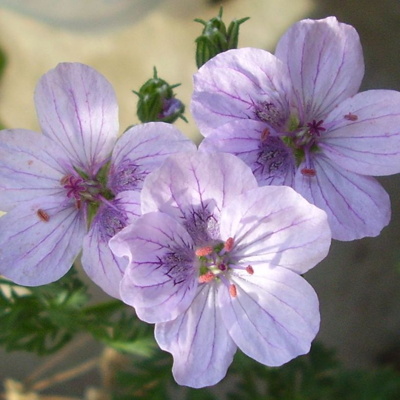 Erodium Stephanie - Reigersbek (Bloei)