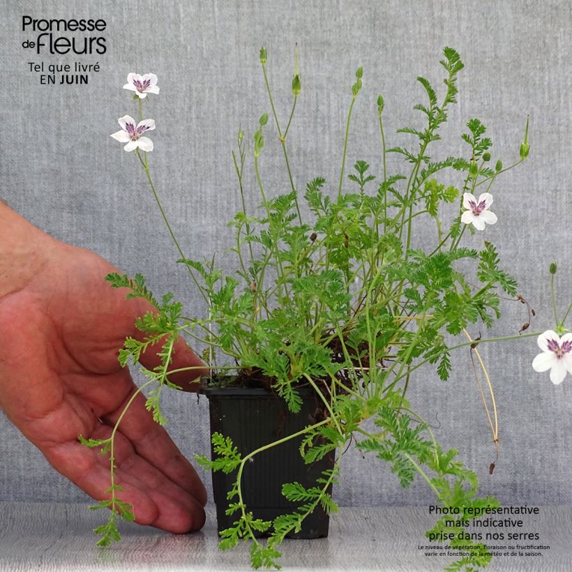 Exemplaar van Erodium Stephanie - Reigersbek Kweekpotje van 8/9 cm zoals geleverd in de zomer