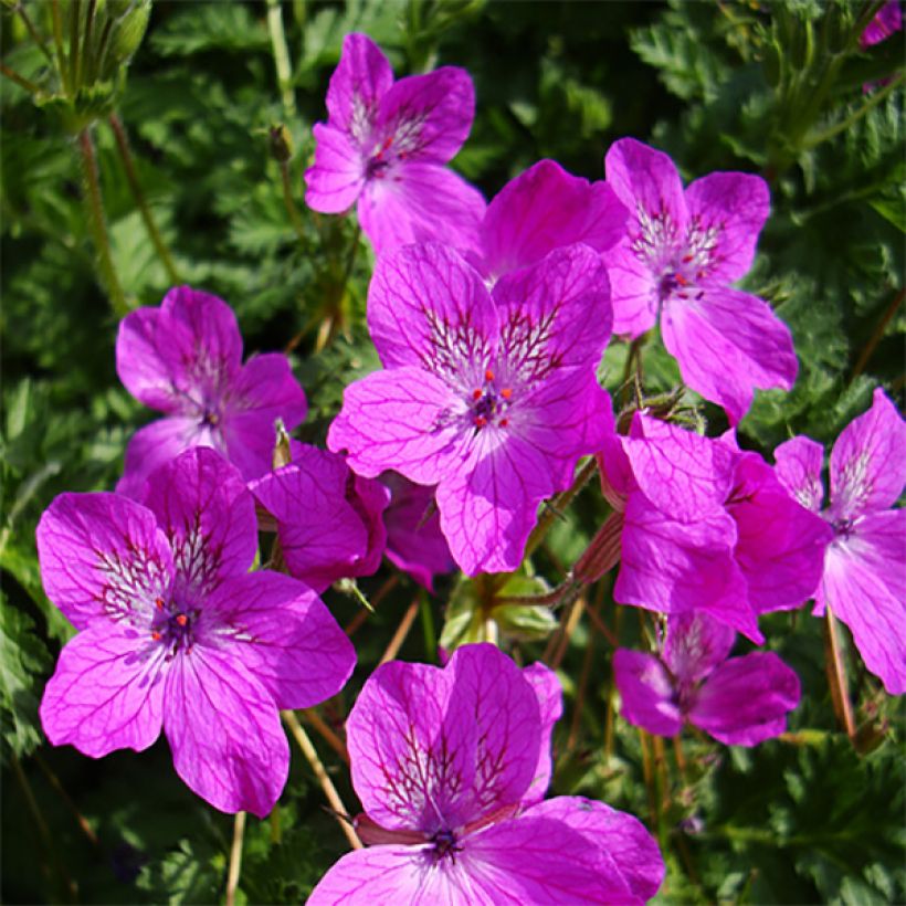 Erodium manescavii - Reigersbek (Bloei)