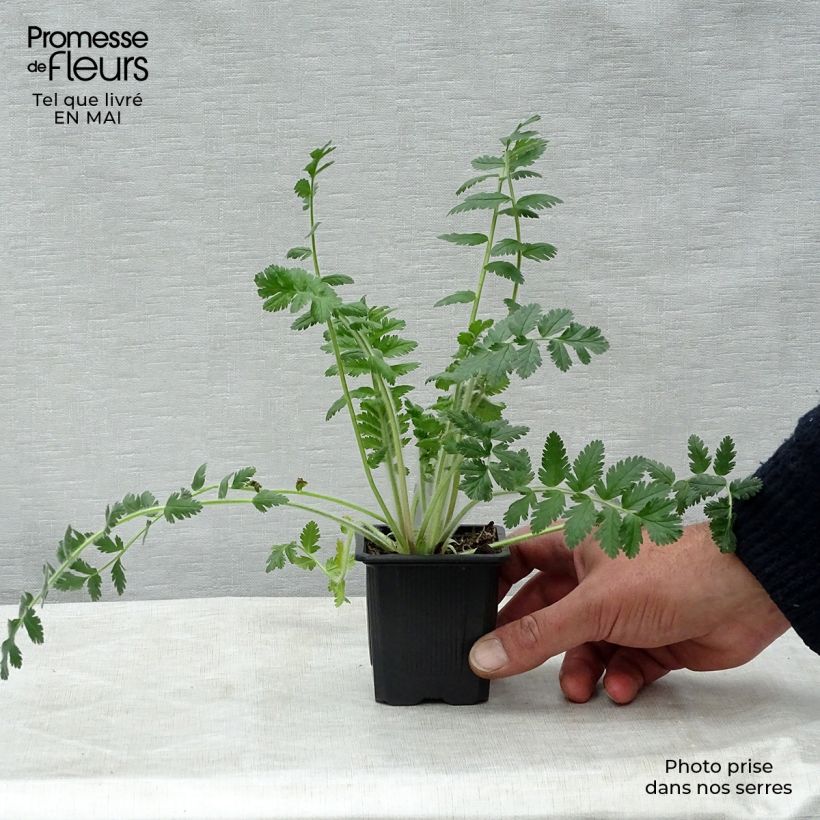 Exemplaar van Erodium manescavii - Reigersbek Kweekpotje van 8/9 cm zoals geleverd in de lente