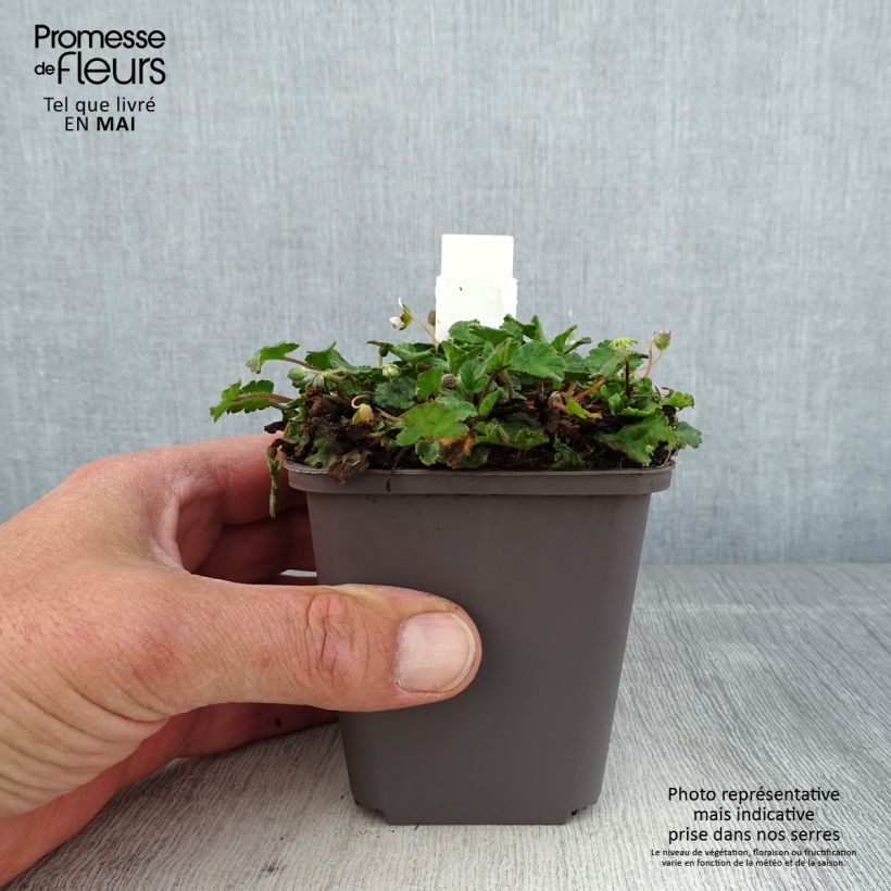 Exemplaar van Erodium variabile Album - Reigersbek Kweekpotje van 8/9 cm zoals geleverd in de lente