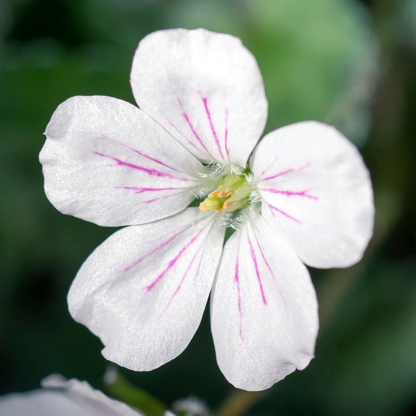 Erodium variabile Album - Reigersbek (Bloei)
