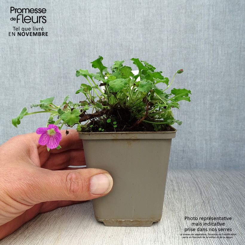 Exemplaar van Erodium variabile Bishops Form - Reigersbek Kweekpotje van 8/9 cm zoals geleverd in de herfst