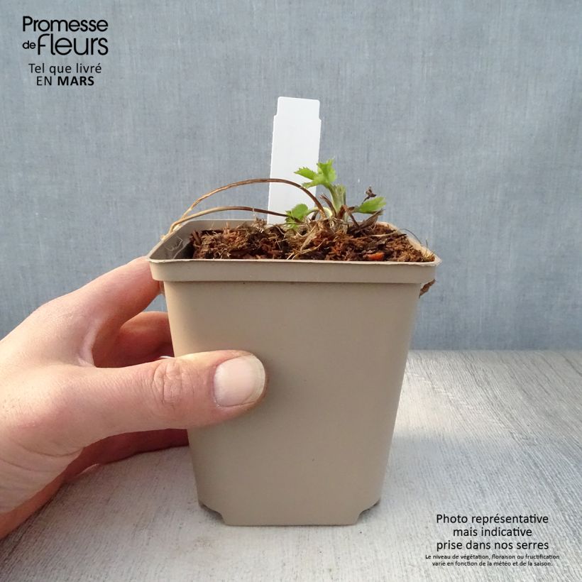 Exemplaar van Eryngium Jos Eijking - Kruisdistel Kweekpotje van 8/9 cm zoals geleverd in de lente