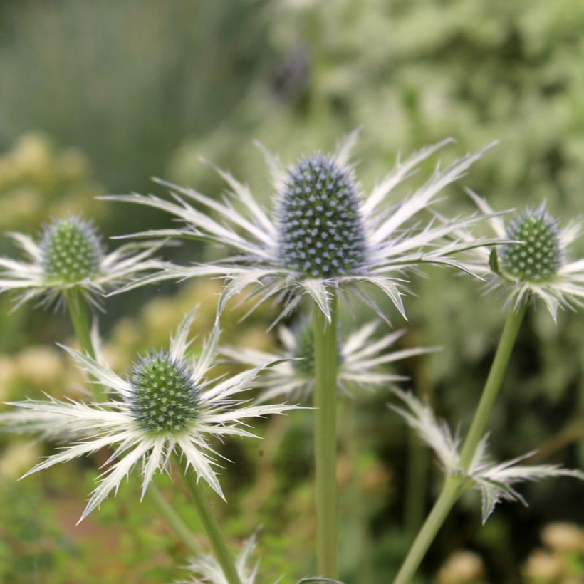 Eryngium Jos Eijking - Kruisdistel (Bloei)