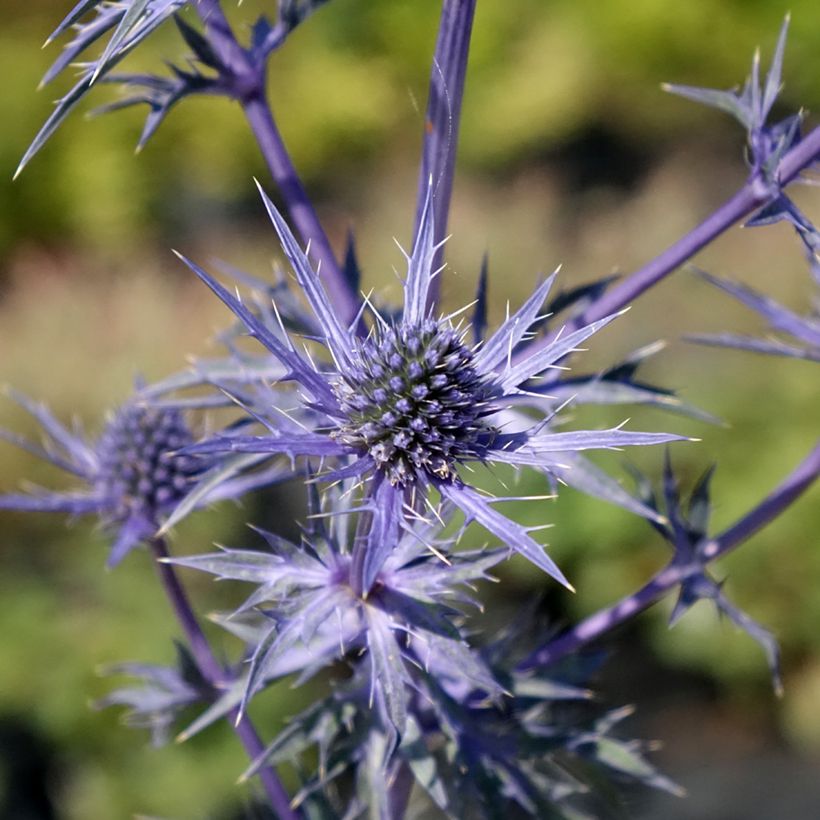 Eryngium maritimum Lapis Blue - Blauwe zeedistel (Bloei)
