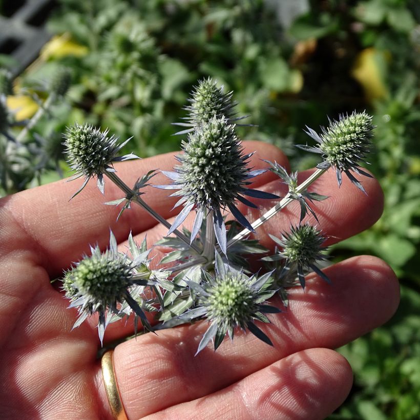 Eryngium planum Tiny Jackpot - Vlakke kruisdistel (Bloei)