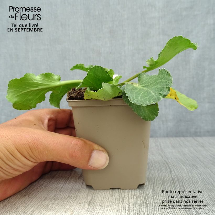 Exemplaar van Eryngium planum Tiny Jackpot - Vlakke kruisdistel Kweekpotje van 8/9 cm zoals geleverd in de herfst