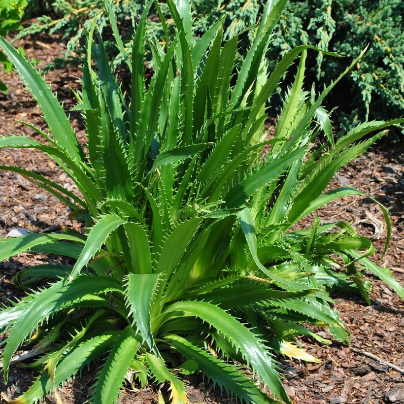Eryngium agavifolium - Kruisdistel (Groeiplaats)