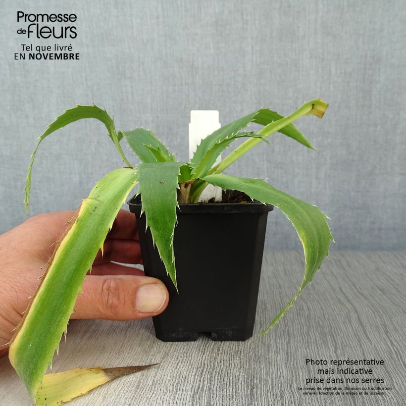 Exemplaar van Eryngium agavifolium - Kruisdistel Kweekpotje van 8/9 cm zoals geleverd in de herfst