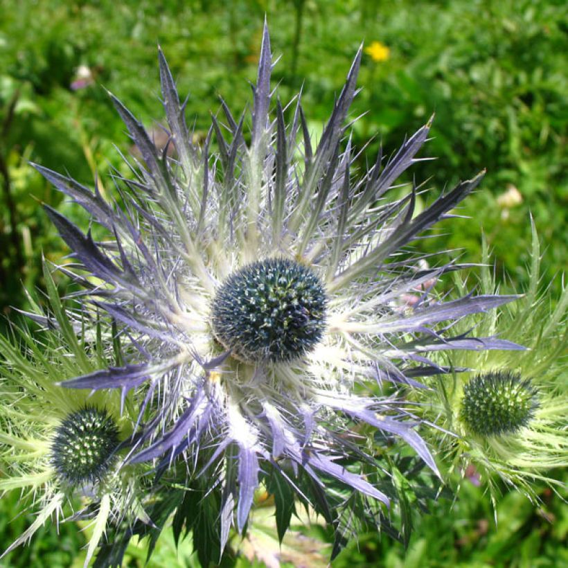 Eryngium alpinum Blue Star - Alpenkruisdistel (Bloei)
