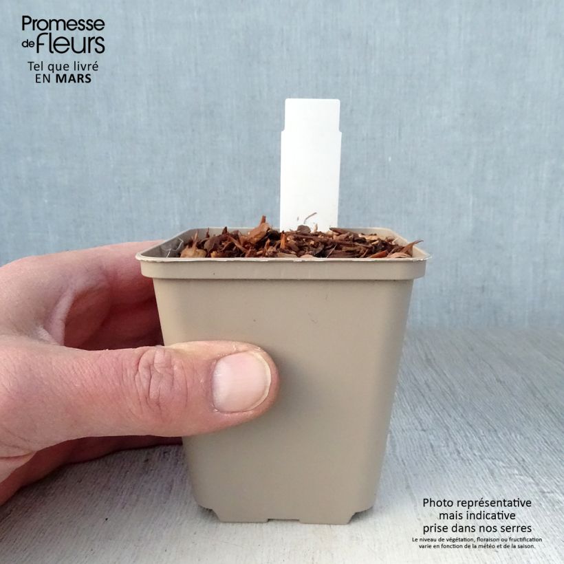 Exemplaar van Eryngium alpinum Blue Star - Alpenkruisdistel Kweekpotje van 8/9 cm zoals geleverd in de lente