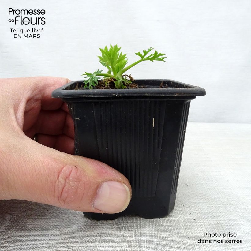 Exemplaar van Eryngium bourgatii - Kruisdistel Kweekpotje van 8/9 cm zoals geleverd in de lente