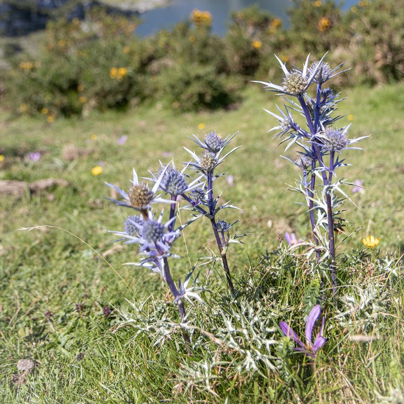 Eryngium bourgatii - Kruisdistel (Groeiplaats)