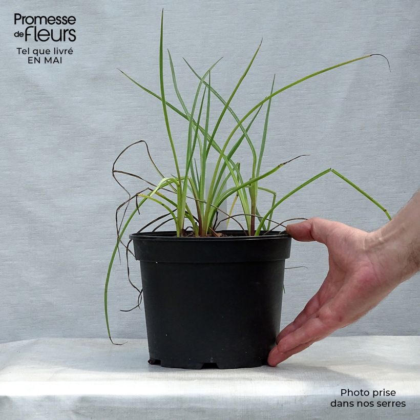 Exemplaar van Eryngium ebracteatum var. poterioides - Kruisdistel Pot van 2 l/3 l zoals geleverd in de lente