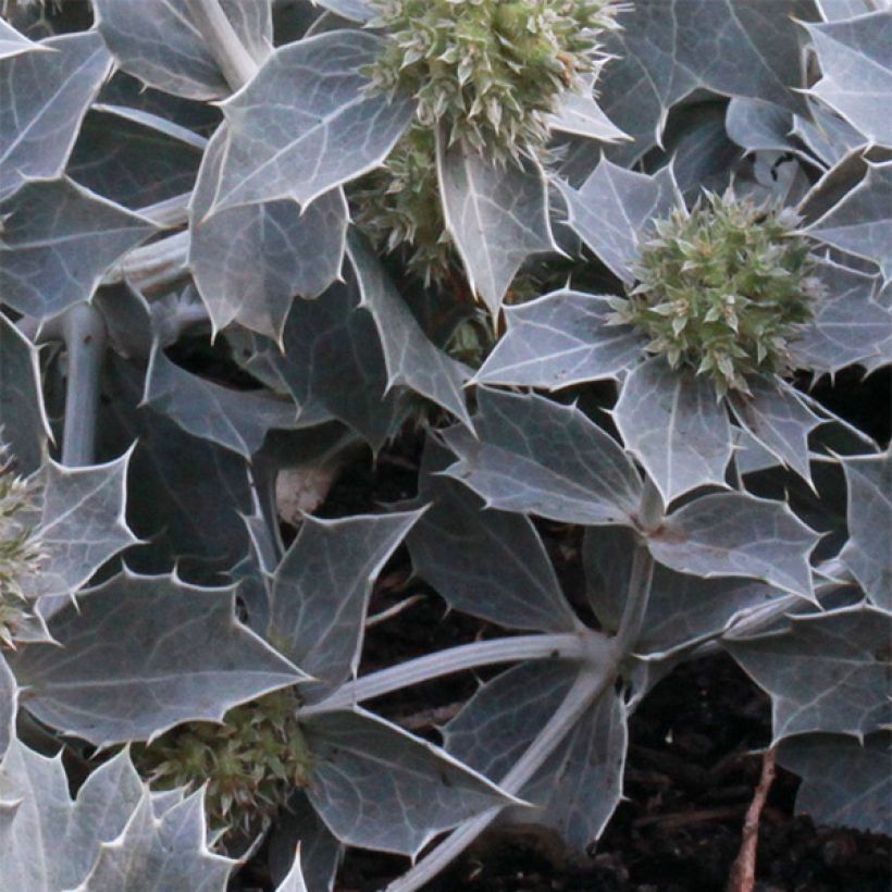 Eryngium maritimum - Blauwe zeedistel (Blad)