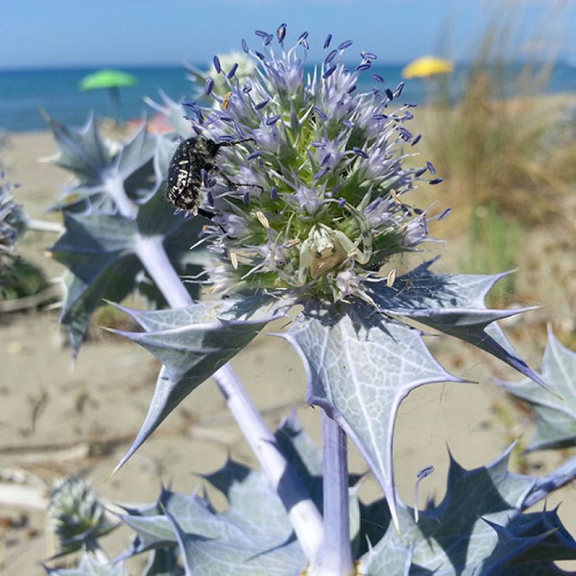 Eryngium maritimum - Blauwe zeedistel (Bloei)