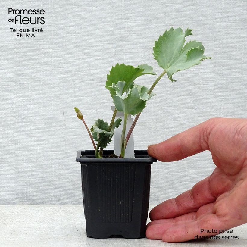 Exemplaar van Eryngium maritimum - Blauwe zeedistel Kweekpotje van 8/9 cm zoals geleverd in de lente