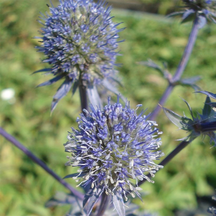Eryngium planum Blauer Zwerg - Vlakke kruisdistel (Bloei)