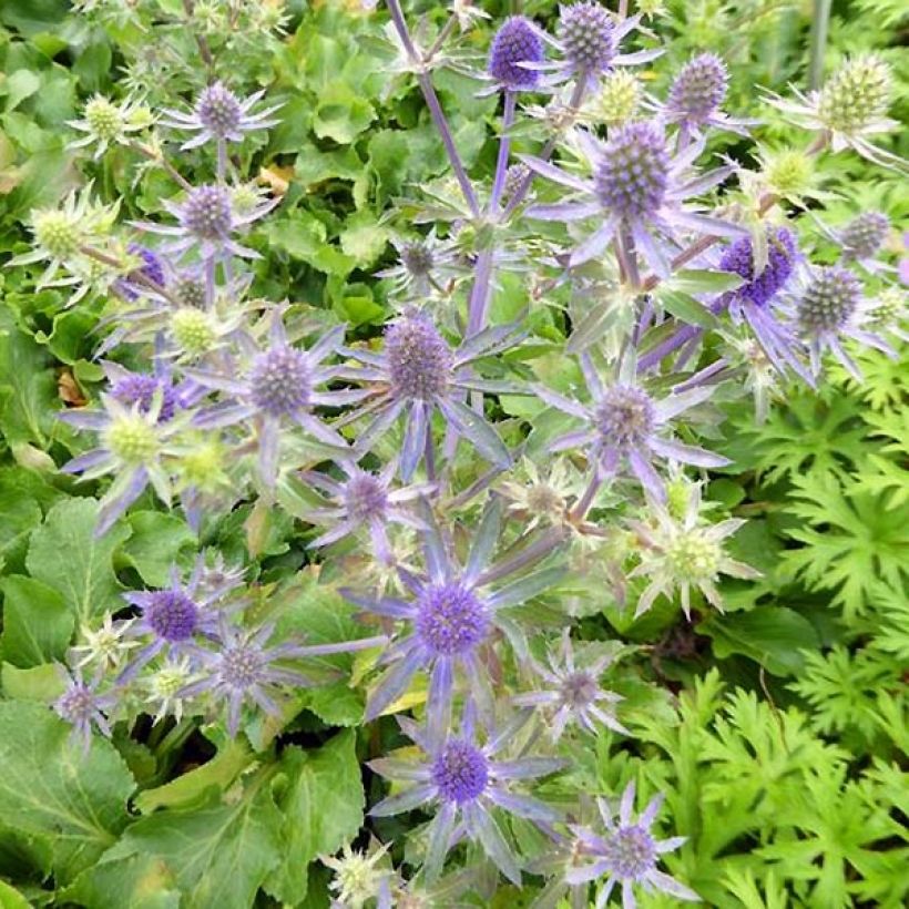 Eryngium planum Blue Hobbit - Vlakke kruisdistel (Bloei)