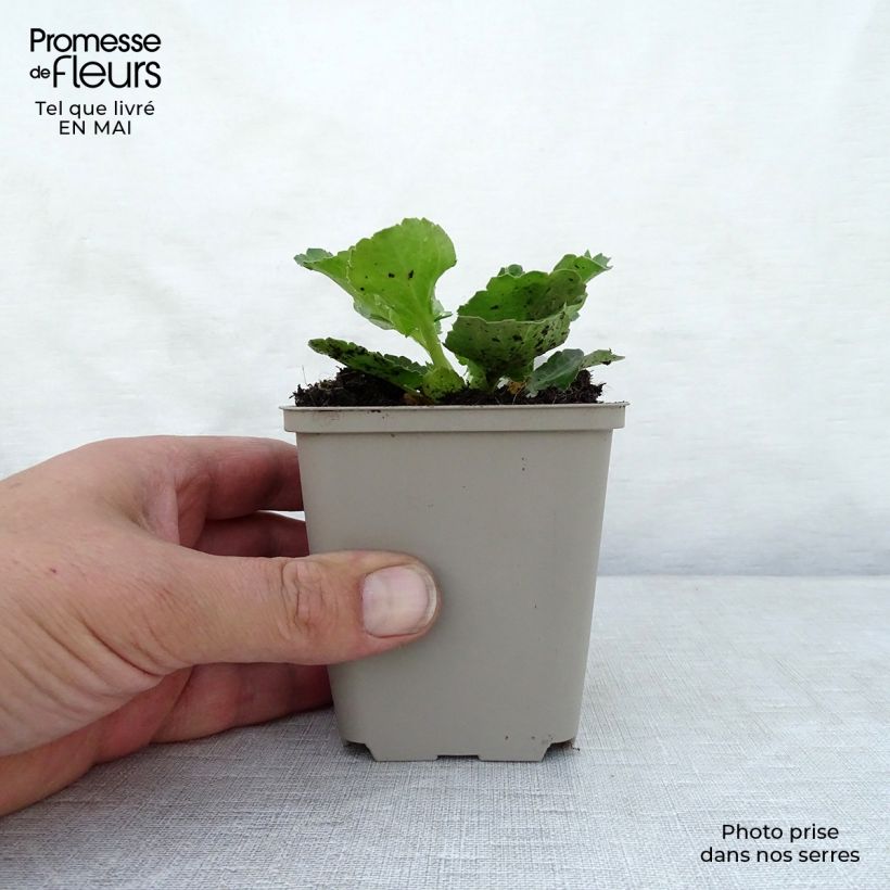 Exemplaar van Eryngium planum Blue Hobbit - Vlakke kruisdistel Kweekpotje van 8/9 cm zoals geleverd in de lente