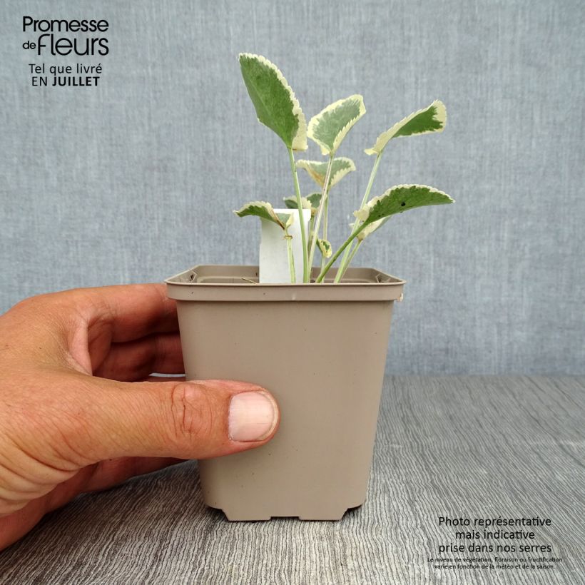 Exemplaar van Eryngium planum Jade Frost - Vlakke kruisdistel Kweekpotje van 8/9 cm zoals geleverd in de zomer