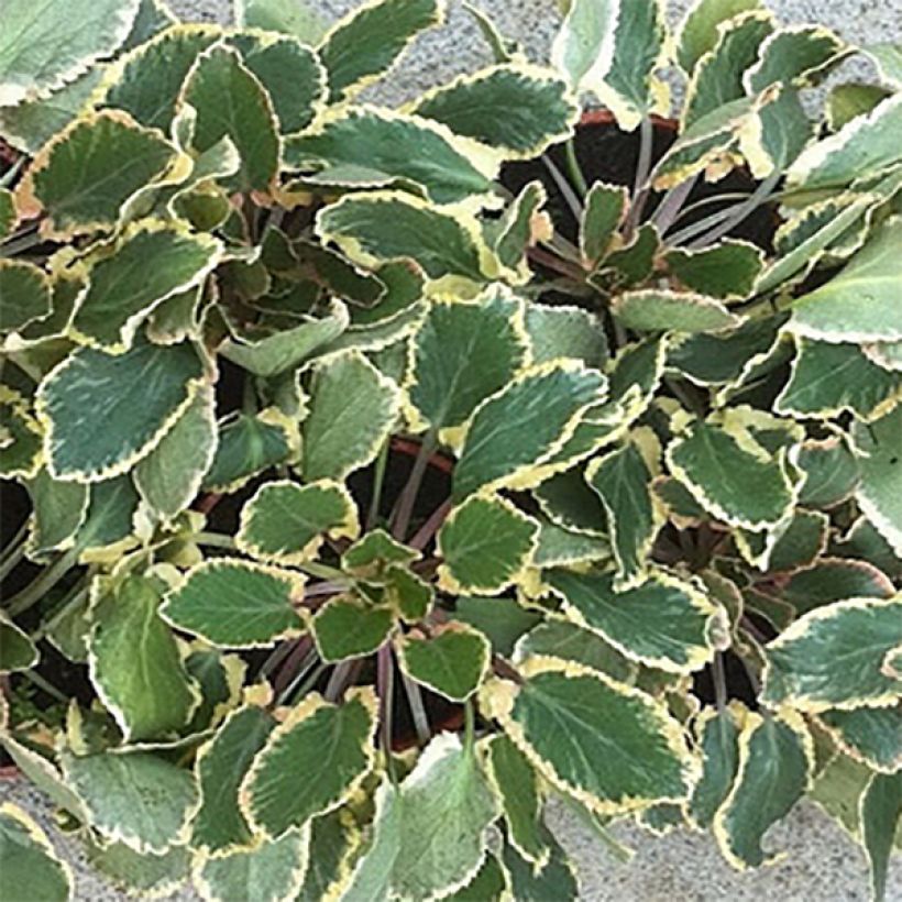 Eryngium planum Jade Frost - Vlakke kruisdistel (Blad)