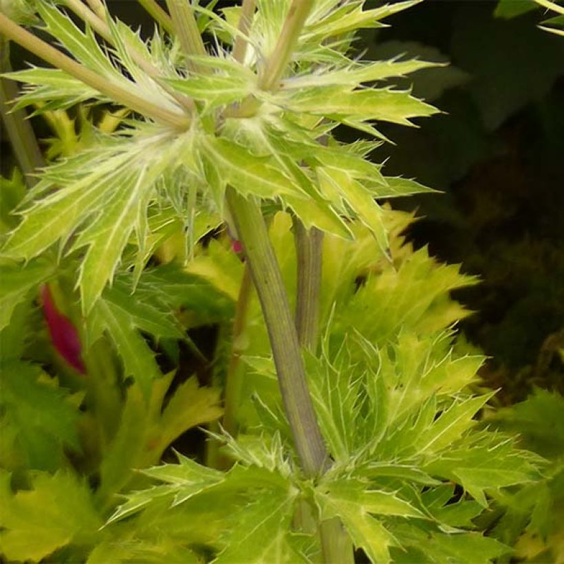 Eryngium planum Neptune's Gold - Vlakke kruisdistel (Blad)