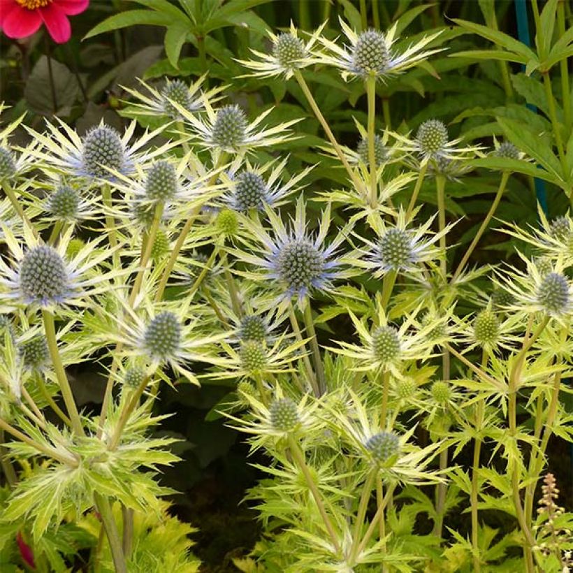 Eryngium planum Neptune's Gold - Vlakke kruisdistel (Groeiplaats)