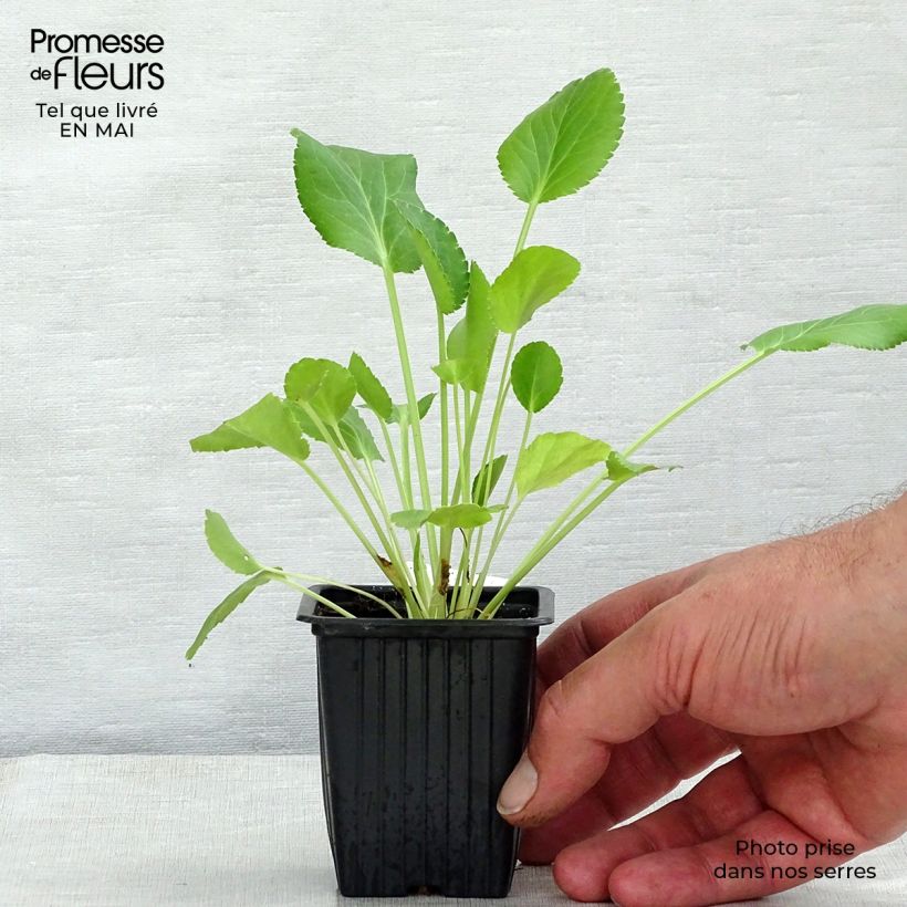 Exemplaar van Eryngium planum - Vlakke kruisdistel Kweekpotje van 7/8 cm zoals geleverd in de lente