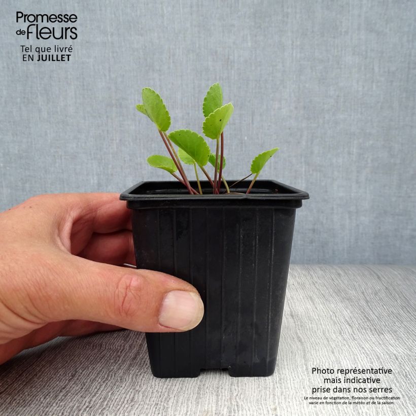 Exemplaar van Eryngium planum - Vlakke kruisdistel Kweekpotje van 7/8 cm zoals geleverd in de zomer