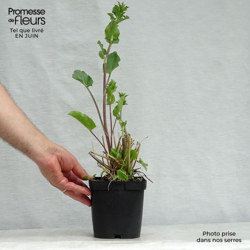 Exemplaar van Eryngium planum - Vlakke kruisdistel Pot van 2 l/3 l zoals geleverd in de zomer