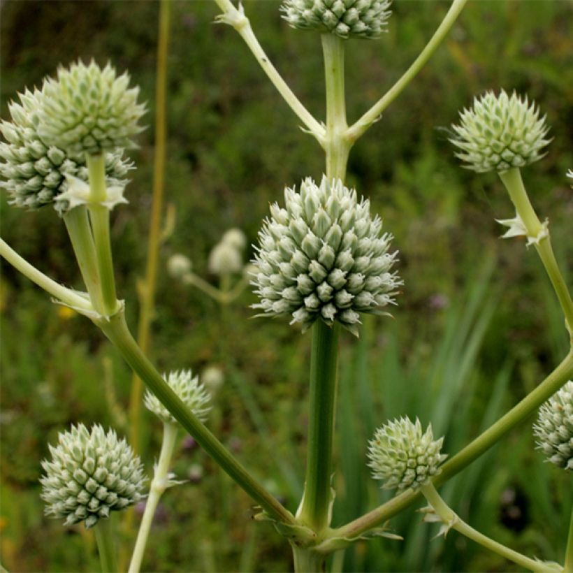 Eryngium serra - Kruisdistel (Bloei)