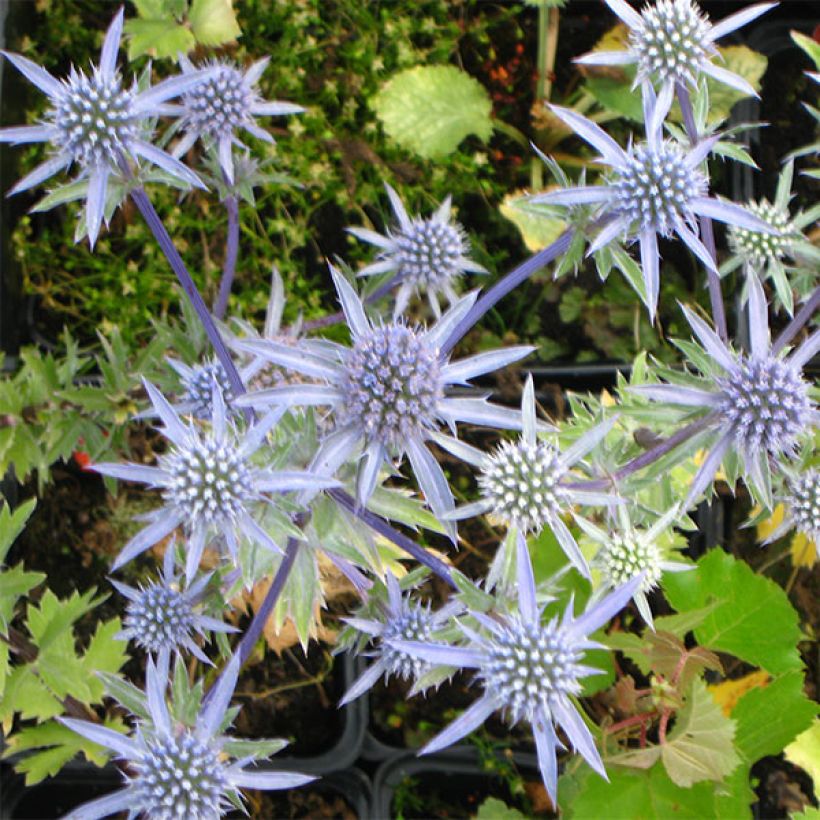 Eryngium tripartitum - Kruisdistel (Bloei)