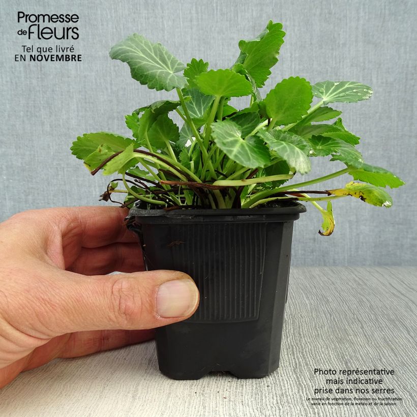 Exemplaar van Eryngium variifolium - Kruisdistel Kweekpotje van 8/9 cm zoals geleverd in de herfst