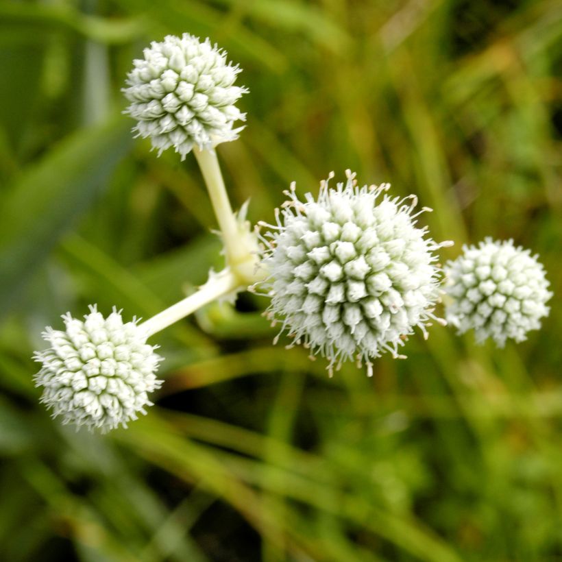 Eryngium yuccifolium - Yuccabladige kruisdistel (Bloei)