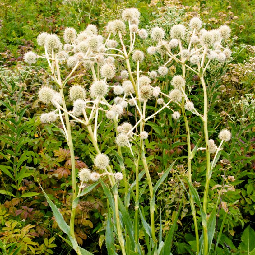 Eryngium yuccifolium - Yuccabladige kruisdistel (Groeiplaats)