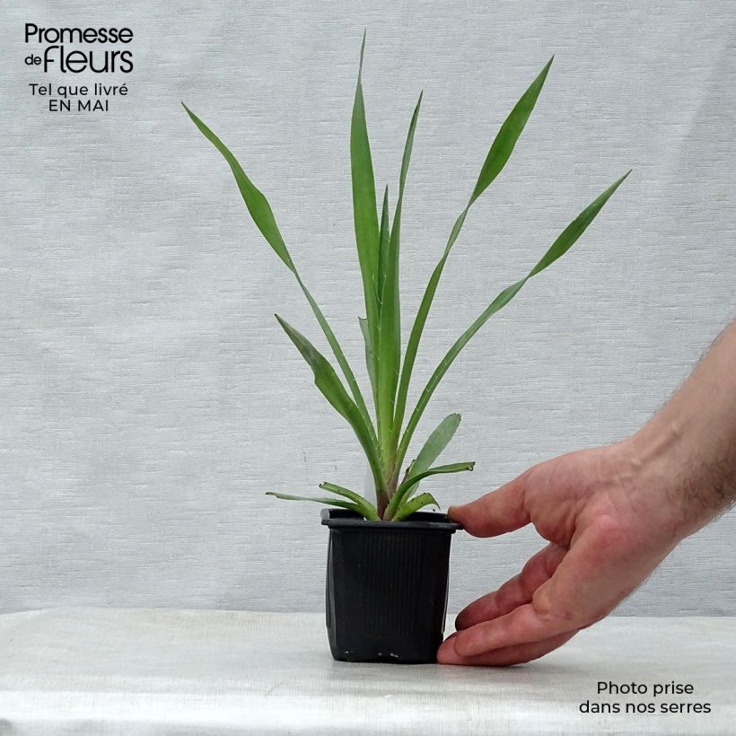 Exemplaar van Eryngium yuccifolium - Yuccabladige kruisdistel Kweekpotje van 8/9 cm zoals geleverd in de lente