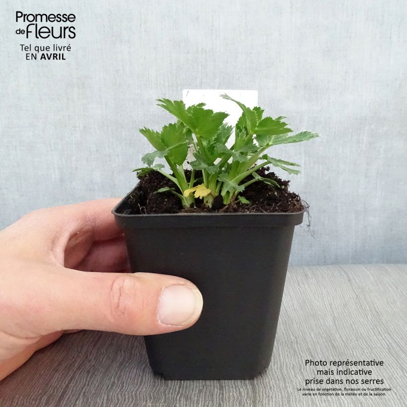 Exemplaar van Eryngium zabelii Big Blue - Kruisdistel Kweekpotje van 8/9 cm zoals geleverd in de lente