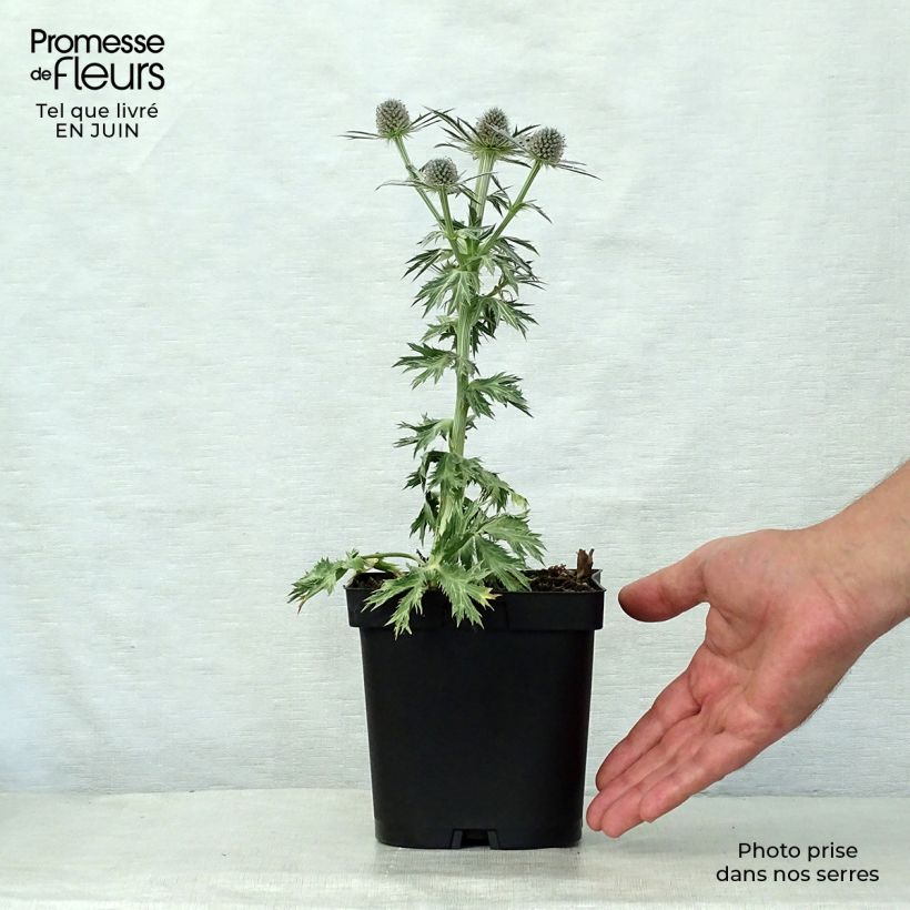 Exemplaar van Eryngium zabelii Big Blue - Kruisdistel Pot van 2 l/3 l zoals geleverd in de zomer
